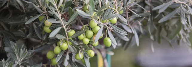 Maestría en Cultivo e Industrias del Olivo